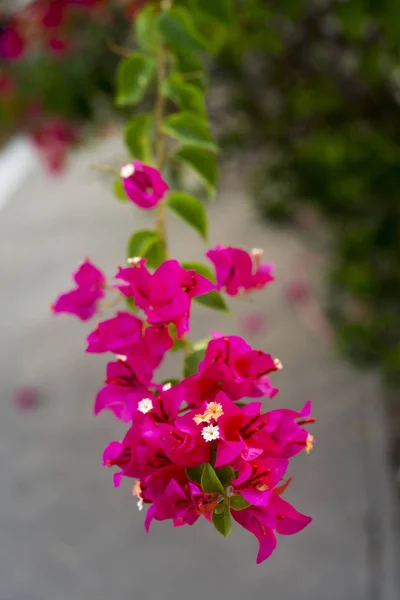 Bougainvillea Rosa Blommor Trädgård Park — Stockfoto