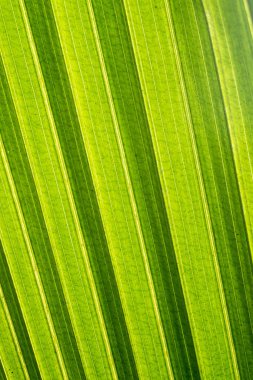 Hindistan cevizi yaprağı, ışık ve gölge, soyut