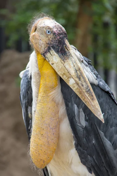 Leptoptilos Dubius Jardim Zoológico Tailandês — Fotografia de Stock