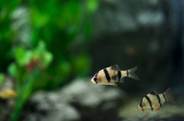 Beyaz arka planda boş kart olan kahverengi zarf. Düz yatıyordu. Üstte görüntü.