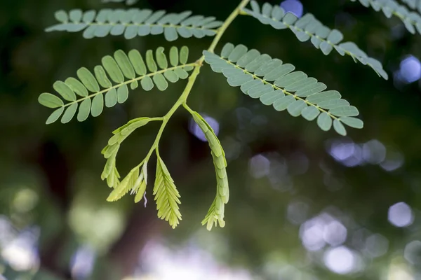 Hojas Tamarindo Parte Superior Del Árbol Tamarindo — Foto de Stock