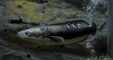 Beyaz arka planda boş kart olan kahverengi zarf. Düz yatıyordu. Üstte görüntü.