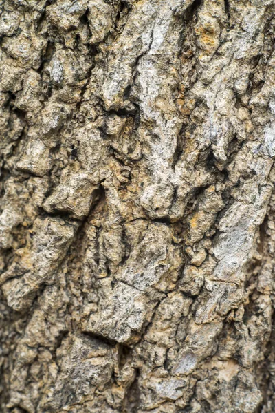 Fragment Cracked Bark Old Tree — Stock Photo, Image