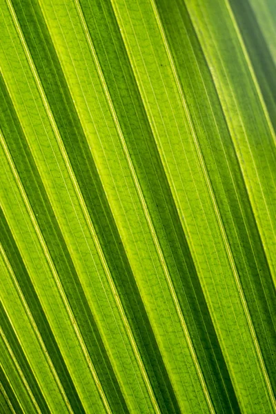 Coconut leaf, light and shadow, abstract