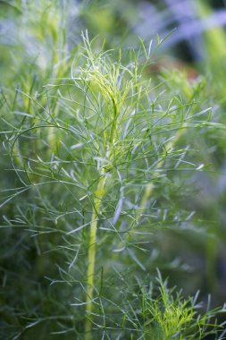 Dereotu veya Anethum graveolens Linn. Otlar vücuda çok yararlıdır.