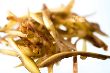 Galingale (Boesenbergia rotunda) beyaz bir arka plan üzerinde izole.