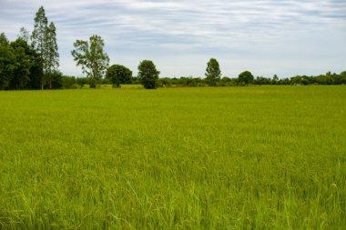 Güzel yeşil pirinç tarlaları ve mavi gökyüzü ve beyaz bulutlar arka plan.