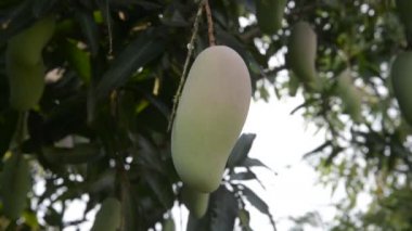 Ham yeşil mango meyve ağaç üzerinde şube.