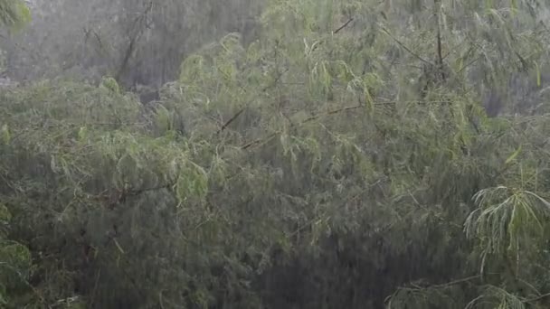 Falling Rain Rainy Season — стоковое видео