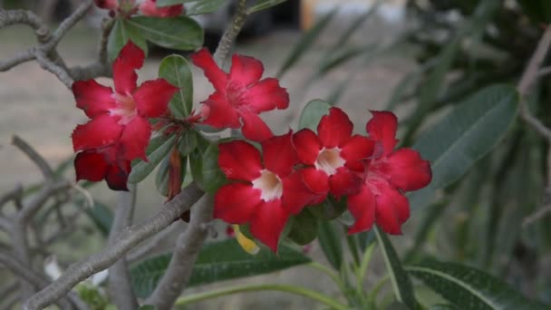 美丽的花卉背景热带花卉粉红色夹竹桃沙漠玫瑰 — 图库视频影像