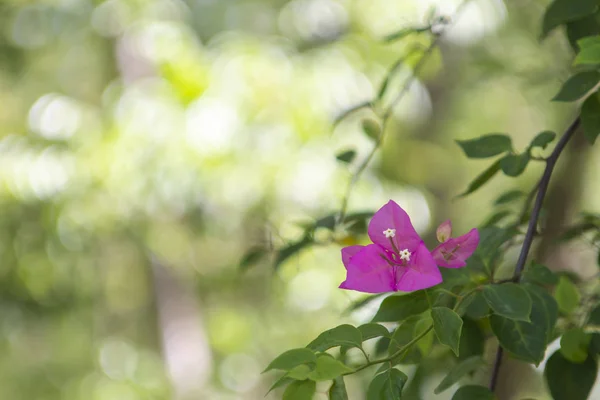 庭公園ブーゲンビリア ピンク花 — ストック写真