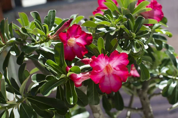Rode azalea bloemen mooie tropische bloemen — Stockfoto