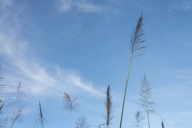 Vetiver çim ve mavi gökyüzü çiçekler. Vetiver çim: bitki ve toprak koruma ve bitkisel ilaç olarak kullanmak.