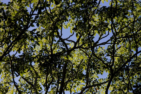 Blue Sky Green Leaf Background — Stock Photo, Image