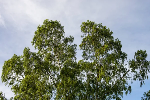 Acacia Auriculiformis Blue Sky Thailand — Stockfoto