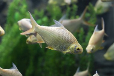 Java barb, gümüş barb balık (Barbonymus gonionotus) aqurium