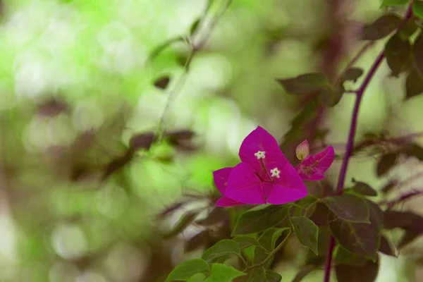 Bougainvillea Rosa Blommor Trädgård Park — Stockfoto