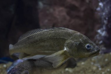 Sodier kurbağa balık akvaryum. Vahşi hayvan.