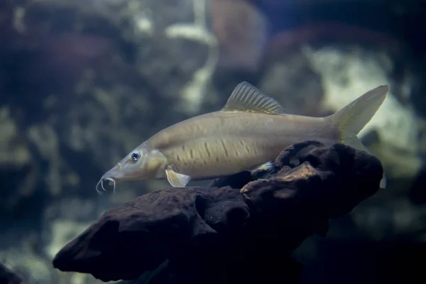 TIGER LOACH o Botia helodes peces en el acuario de Tailandia — Foto de Stock