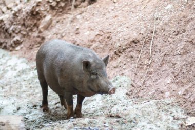 yaban domuzu olarak da bilinen domuz, Avrasya yaban domuzu, ya da sadece yaban domuzu