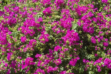 Begonvil Pembe Çiçek Bahçe park.