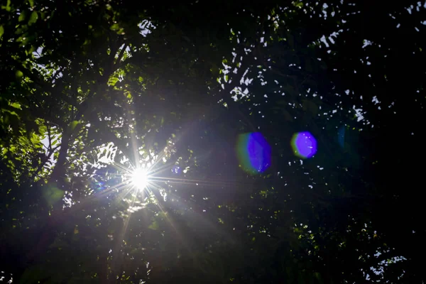 Sonnenstrahlen Die Durch Bäume Scheinen Naturhintergrund — Stockfoto