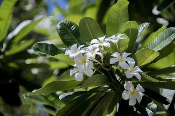 Białe kwiaty frangipani na drzewie. — Zdjęcie stockowe