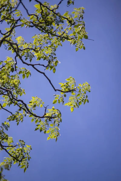 Cielo Azul Fondo Hoja Verde — Foto de Stock