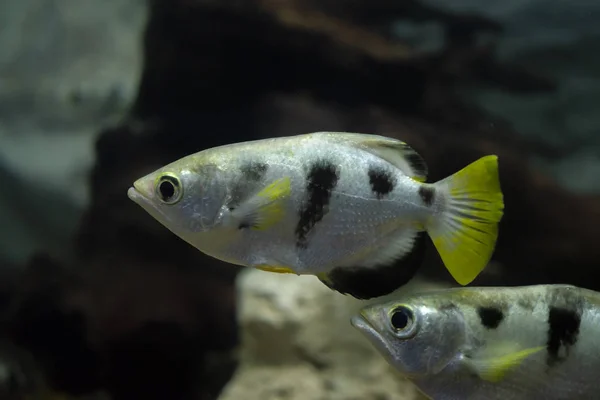 Pesci Arcieri Pesci Blowpipe Toxotidae Acquario Animali Selvatici — Foto Stock