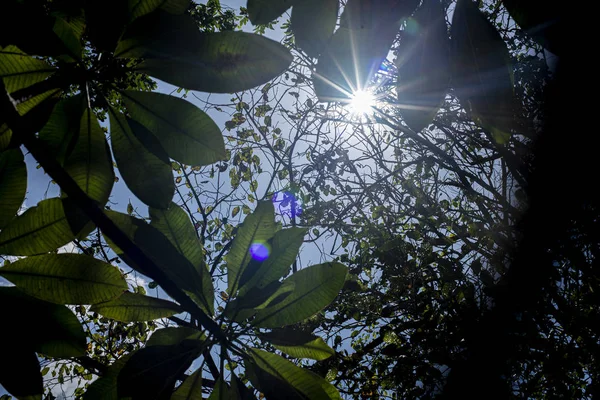 Solstrålar Skiner Genom Träd Natur Bakgrund — Stockfoto