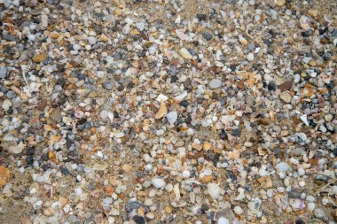 Kumsalda deniz kabukları