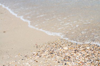 Kumsalda deniz kabukları