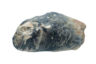 Deniz kabukları beyaz bir arkaplanda izole edilmiş..