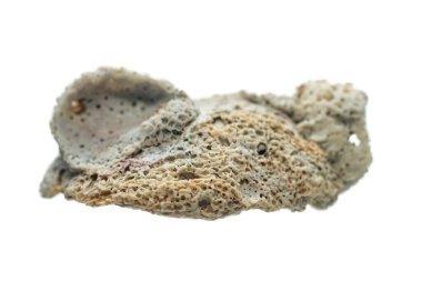 Taşlaşmış mercan beyaz bir zemin üzerinde izole edilmiş, yakın çekim.