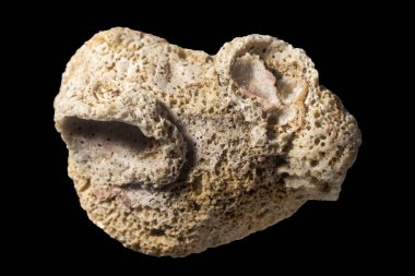 Taşlaşmış mercan siyah bir arkaplanda izole edilmiş..