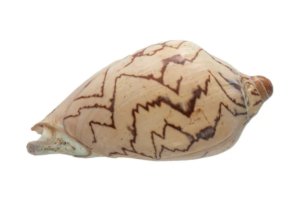 Sea Shells Isolated White Background Close — Stock Photo, Image