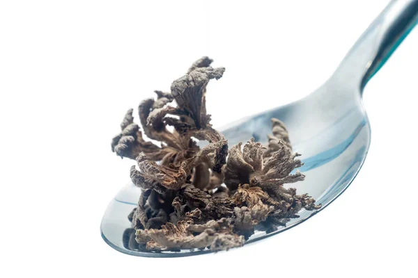 Schizophyllumコミューンキノコまたは分割グリル キノコ 健康のためのキノコの乾燥食品 — ストック写真