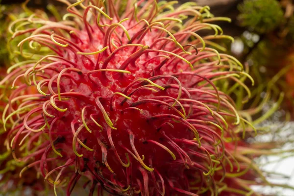 Rambutan Fruta Fruta Local Sobre Fondo Blanco —  Fotos de Stock