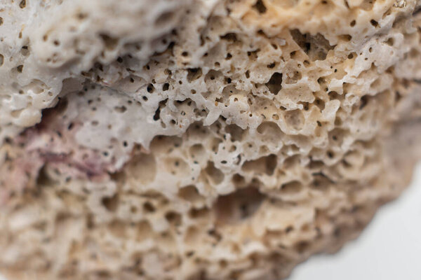 окаменелый коралл изолирован на белом фоне, крупным планом.