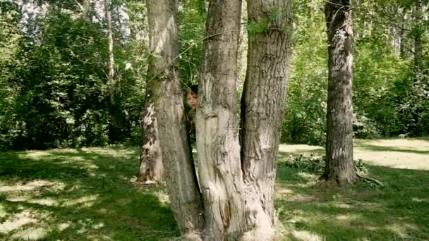 Tres niños pequeños asoman por detrás de un árbol . — Vídeo de stock