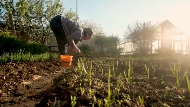 Kaukázusi fiatal kertész nő gyomlál friss zöld fű gyomok. Életstílus. a munka és a mezőgazdaság fogalma. Természetes termékek termesztése. 30-40 éves nő. futás naplementekor — Stock videók