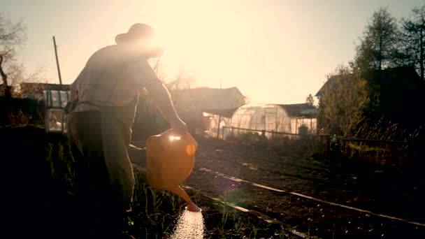 Veselý starý farmář zalévá rostliny ze zavlažovací plechovky na zahradě. Koncept práce a aktivního životního stylu. v důchodu na společné farmě. Pěstování přírodních produktů. 60 let — Stock video