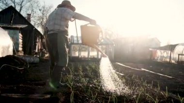 Bahçedeki sulama kutusundan çiçek sulayan neşeli yaşlı çiftçi. İş ve aktif yaşam tarzı kavramı. Emekli bir çiftlikte çalışıyor. Doğal ürünler yetiştiriyor. 60 yaşında bir adam.