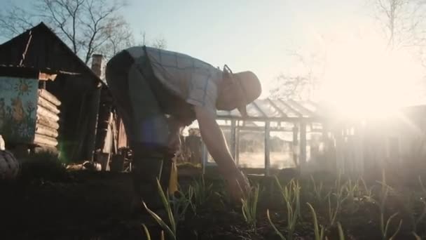 Fröhliche alte Bauern gießen Pflanzen aus der Gießkanne im Garten. Das Konzept Arbeit und aktiver Lebensstil. Arbeit im Ruhestand auf einem Kolchos. Wachsende Naturprodukte. 60 Jahre alter Mann — Stockvideo