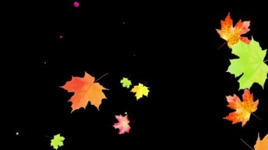 Siyah arka planda düşen akçaağaç yapraklarının animasyonu. Sonbahar mevsimi konsepti. Parlak, renkli, çok renkli, dönen, yeniden boyutlandıran. 2B hareket tasarımı.