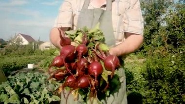 60 yaşındaki yaşlı bir çiftçi çok fazla pancar taşır. Doğal, sağlıklı gıda kavramı. Bahçede çalış. Emekliler için tarım sektöründe yarı zamanlı iş. iş