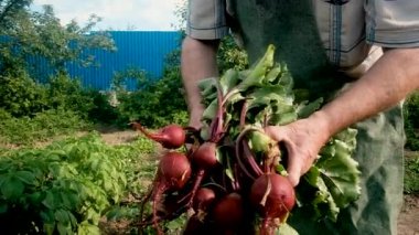 60 yıldır yaşlı bir çiftçi pancar hasatını bir kovaya koyar. Doğal, sağlıklı gıda kavramı. Bahçede çalış. Emekliler için tarım sektöründe yarı zamanlı iş. iş