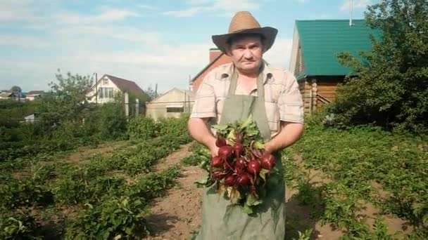 Ein betagter Landwirt von 60 Jahren trägt eine Menge Rüben. Das Konzept der natürlichen, gesunden Ernährung. Arbeit im Garten. Teilzeitarbeit für Rentner in der Landwirtschaft. Unternehmen — Stockvideo