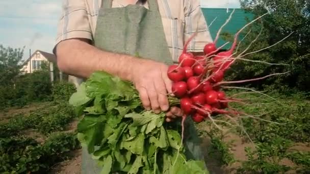 Starší farmář ve věku 60 let nosí hodně ředkviček. Koncept přirozeného, zdravého jídla. Práce na zahradě. Práce na částečný úvazek důchodců v zemědělství. obchod — Stock video