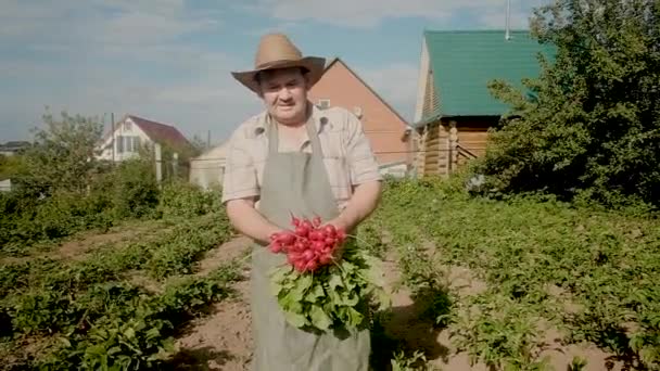 Starší farmář ve věku 60 let nosí hodně ředkviček. Koncept přirozeného, zdravého jídla. Práce na zahradě. Práce na částečný úvazek důchodců v zemědělství. obchod — Stock video